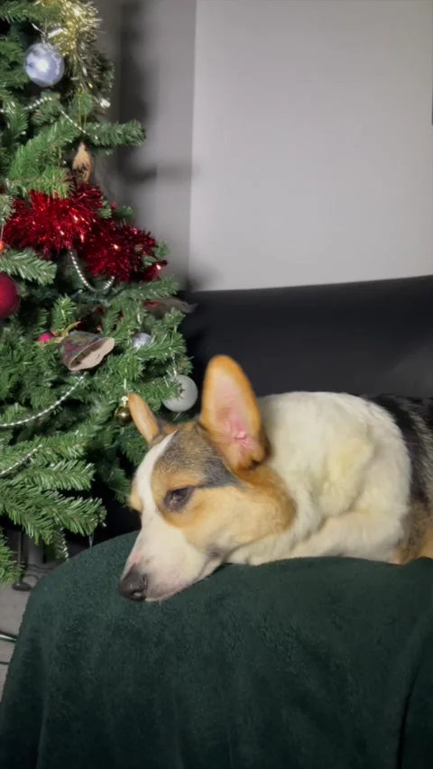 Pembroke Welsh Corgi falling asleep under the Christmas tree Stock Footage 296500865