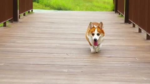 Pembroke Welsh Corgi Video stock 10787827