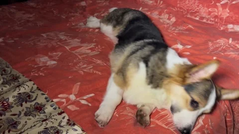 Pembroke Welsh Corgi laying down to sleep on bed Stock Footage 296575676
