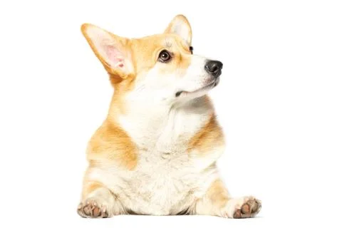 Pembroke Welsh Corgi Stock Photos