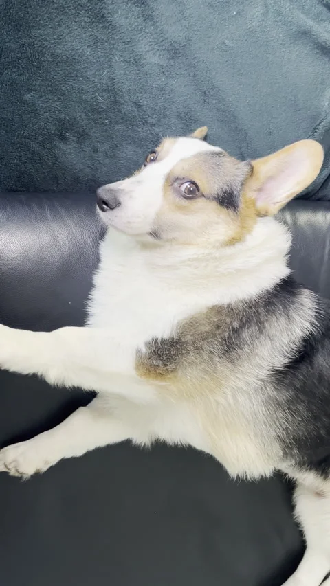Pembroke Welsh Corgi on sofa, looking at the camera and stretching Stock Footage 296973612