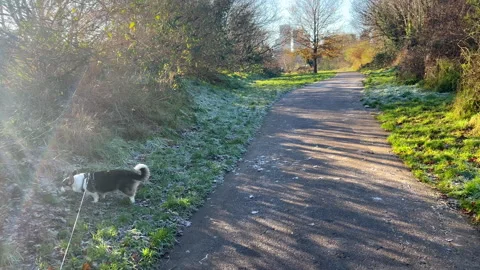 Pembroke Welsh Corgi walking through local London park in frost Stock Footage 296973870