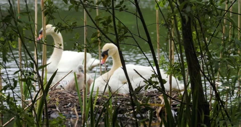 Pen and cob nesting with cygnets Stock Footage 154514165