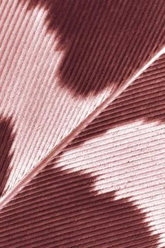 Pen feather Stock Photos