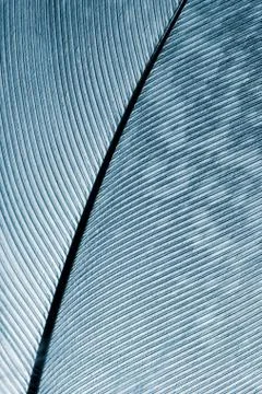 Pen feather Foto stock