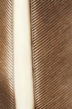 Pen feather Stock-Fotos
