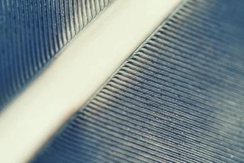 Pen feather Stock Photos