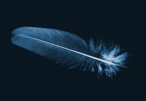 Pen feather Stock Photos