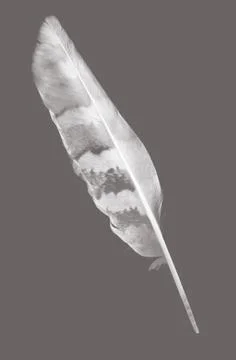 Pen feather Stock Photos