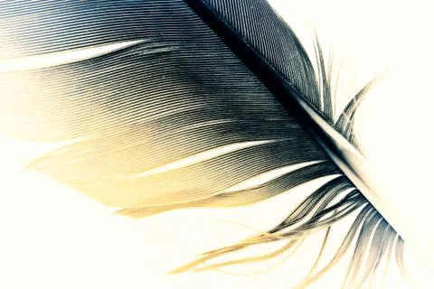 Pen feather Stock Photos