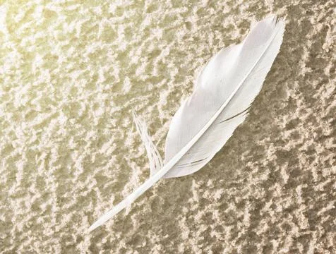 Pen feather Stock Photos