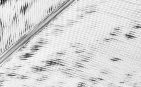 Pen feather Stock Photos