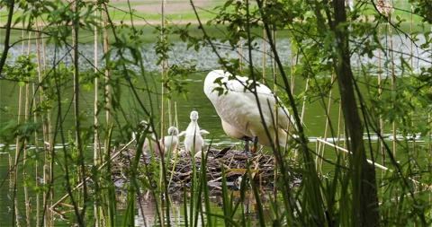 Pen nesting with cygnets Stock Footage 154513817