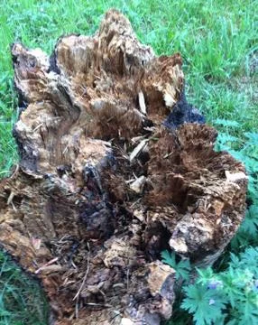 Пень Stock Photos