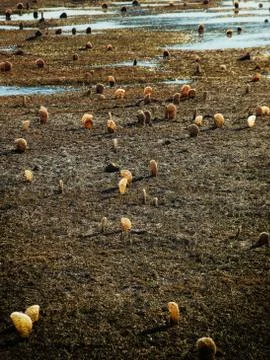 Pen shell and ebb Foto stock