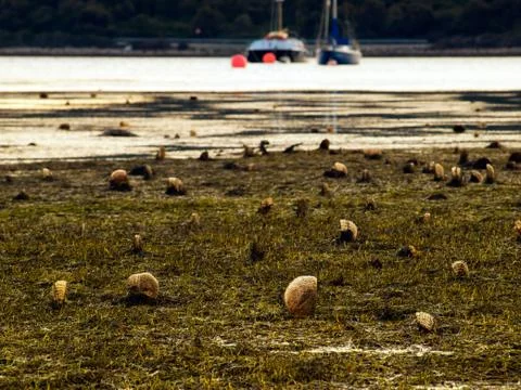 Pen shell field Stock Photos