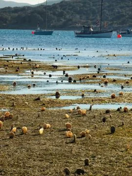 Pen shell field Stock Photos