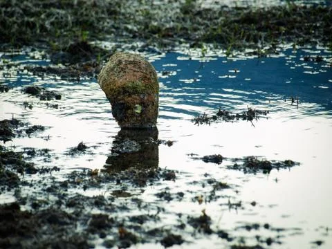 Pen shell Stock Photos