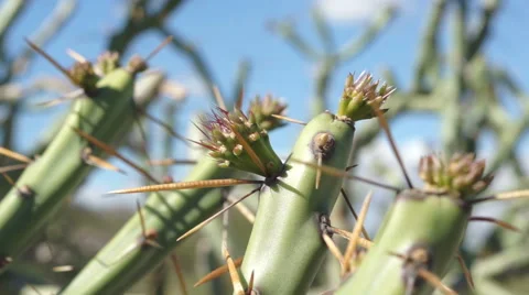Pencil Cholla Cactus Sprouting Macro Video stock 46972263