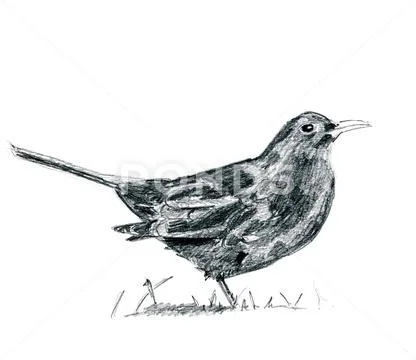 Pencil drawing blackbird Stock Illustration