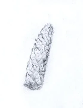 Pencil drawing on old paper, Pine cone sketch Stock Illustration