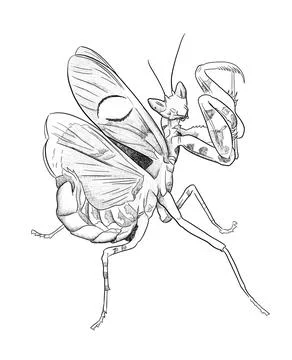 Pencil drawing of a praying mantis with paws up Stock Illustration