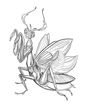 Pencil drawing of a praying mantis with paws up Stock-Illustration
