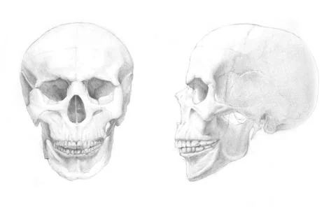 Pencil drawing of skull Stock Illustration