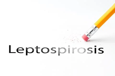 Pencil with eraser Stock Photos