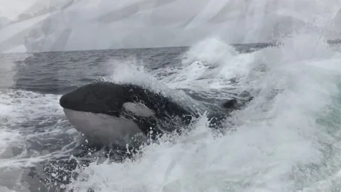 Pencil scribble sketch killer whales riding surf Stock Footage 219786992