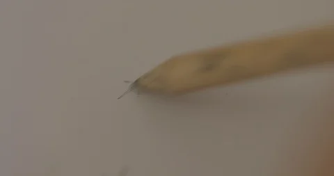 A pencil shading / scribbling on a piece of paper Stock Footage 92565657
