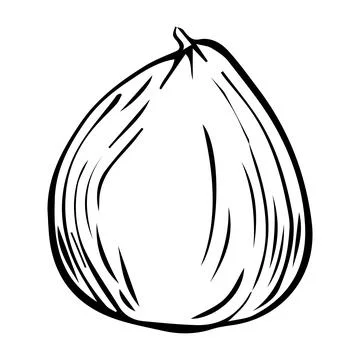 Pencil Sketch of a Pumpkin on a white Background. Autumn Hand Drawn Illustr.. Stock Illustration