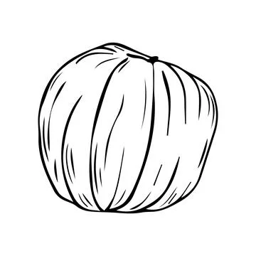 Pencil Sketch of a Pumpkin on a white Background. Autumn Hand Drawn Illustr.. Stock Illustration