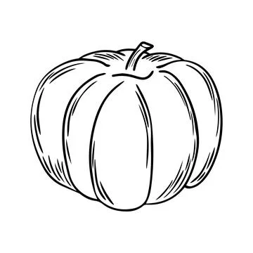 Pencil Sketch of a Pumpkin on a white Background. Autumn Hand Drawn Illustr.. Stock Illustration