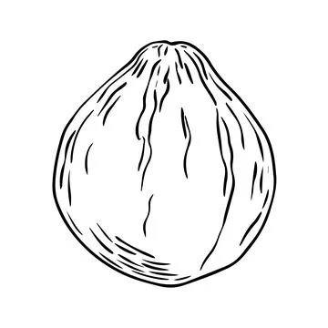 Pencil Sketch of a Pumpkin on a white Background. Autumn Hand Drawn Illustr.. Stock Illustration
