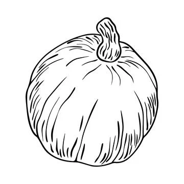 Pencil Sketch of a Pumpkin on a white Background. Autumn Hand Drawn Illustr.. Stock Illustration