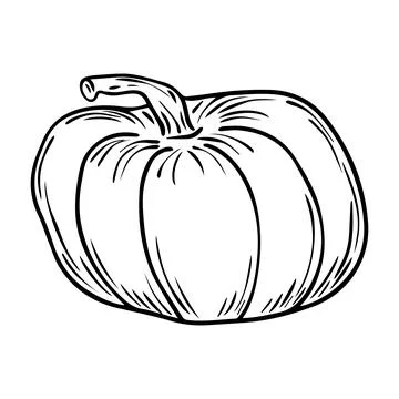 Pencil Sketch of a Pumpkin on a white Background. Autumn Hand Drawn Illustrat Stock Illustration