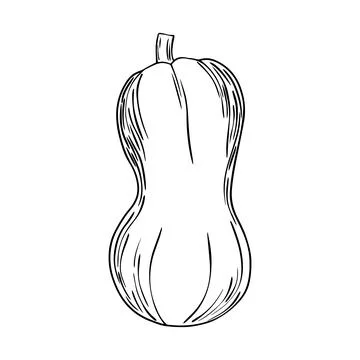 Pencil Sketch of a Pumpkin on a white Background. Autumn Hand Drawn Illustr.. Stock Illustration