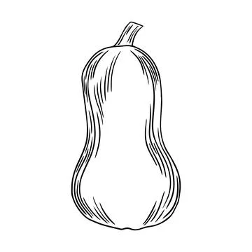 Pencil Sketch of a Pumpkin on a white Background. Autumn Hand Drawn Illustr.. Stock Illustration