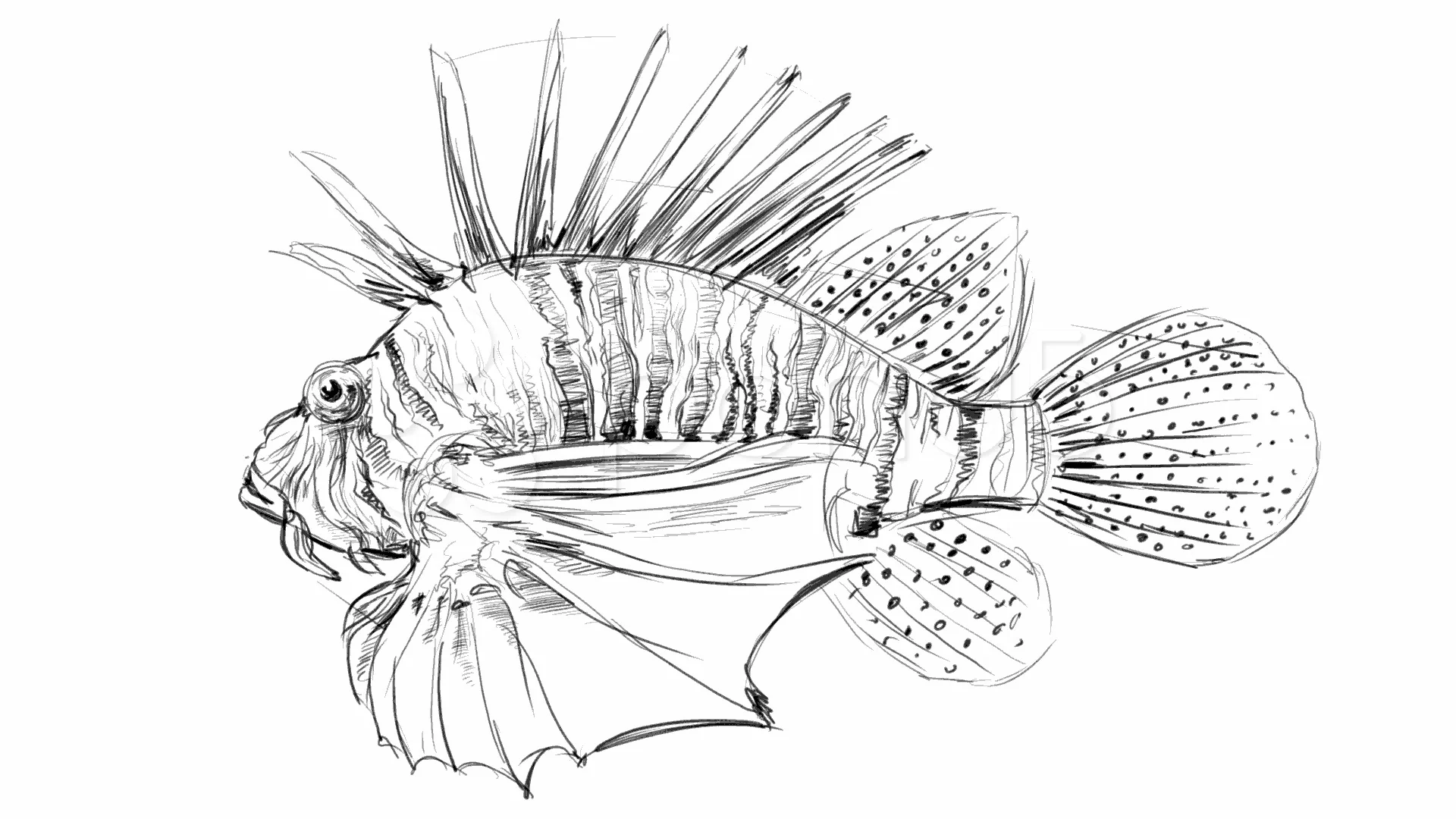 ocean fish drawing