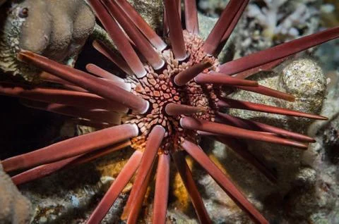 Pencil urchin Foto stock