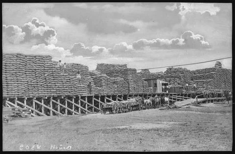 Pendleton, Oregon. 141000 Sacks of Wheat four Miles East of Pendleton, Ore... Stock-Fotos