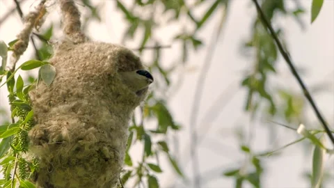Penduline tit during construction of suspended nest  (remiz pendulinus) Stock Footage 150216517