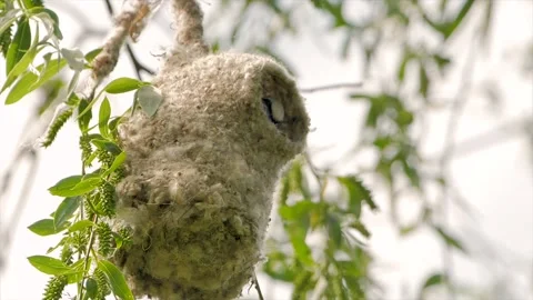 Penduline tit during construction of suspended nest  (remiz pendulinus) Stock Footage 154971406