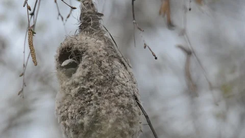 Penduline tit Stock Footage 86022941