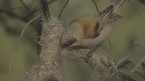 Penduline tit (Remiz pendulinus) . Stock Footage 104713468