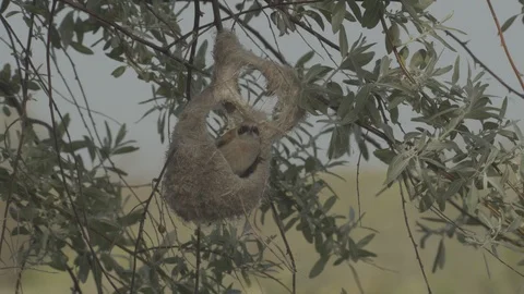 Penduline tit (Remiz pendulinus) Video stock 104718826