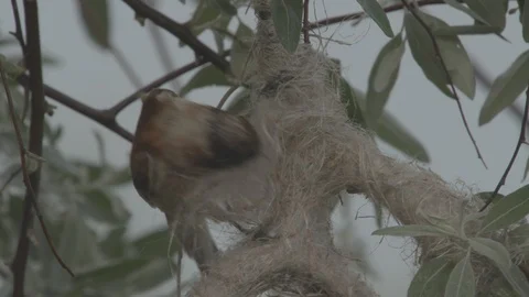 Penduline tit (Remiz pendulinus) Video stock 104725943