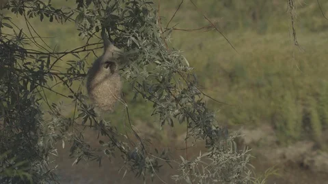 Penduline tit (Remiz pendulinus) Stock-Footage 104733408