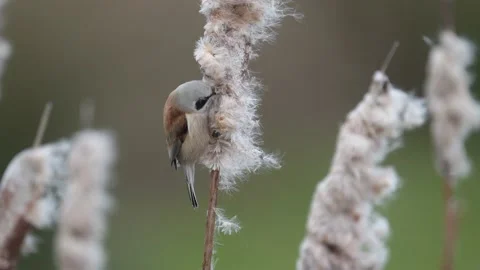 Penduline tit, Remiz pendulinus Stock Footage 170518193